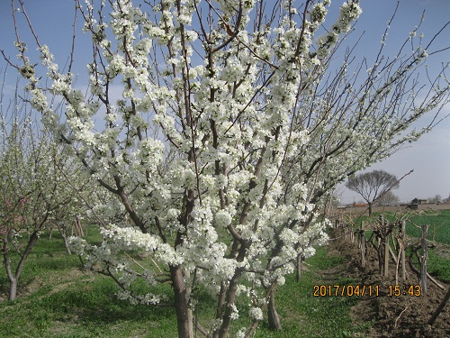 طبیعت روستاوبلاگ روستای حاجی آبادزبرخان نیشابور