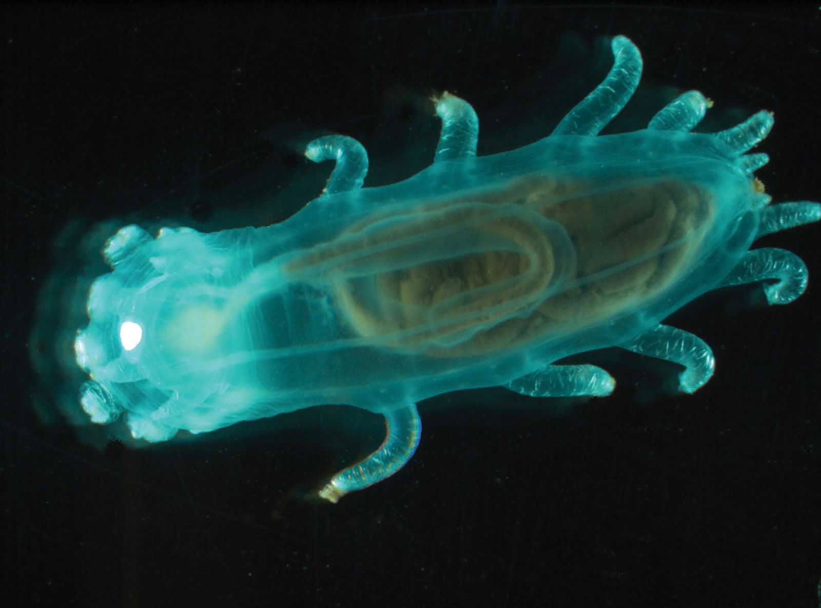 حیات میکروبی زیر سطح یخزده قمر بزرگ انسلادوس حیات فرا زمینی