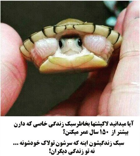 لاک پشت