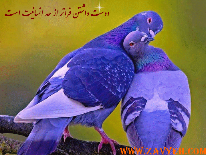 دوست داشتن فراتر از مرز انسانيت است