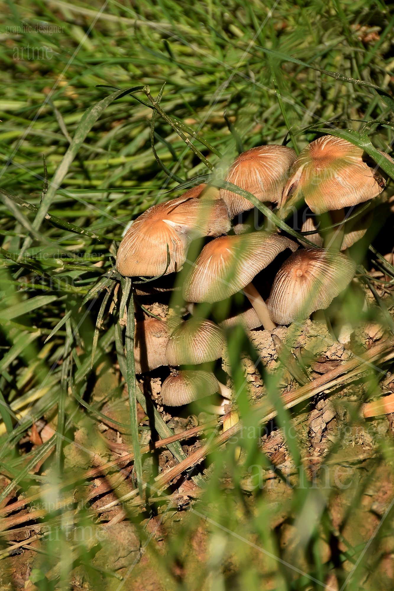 http://s9.picofile.com/file/8294527026/DSC_0030a.jpg