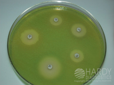 Mueler Hinton Agar