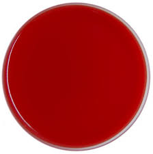 Blood Agar