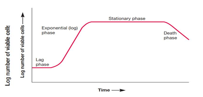 Bacterial Growth Curve