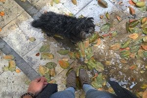 مقایسه کردن یکی از بزرگترین دور کننده هاست ، منبع :
http://mahfeladabi.com/post/9385 مقایسه کردن یکی از بزرگترین دور کننده هاست