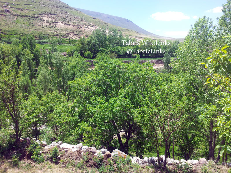 گل محمدی