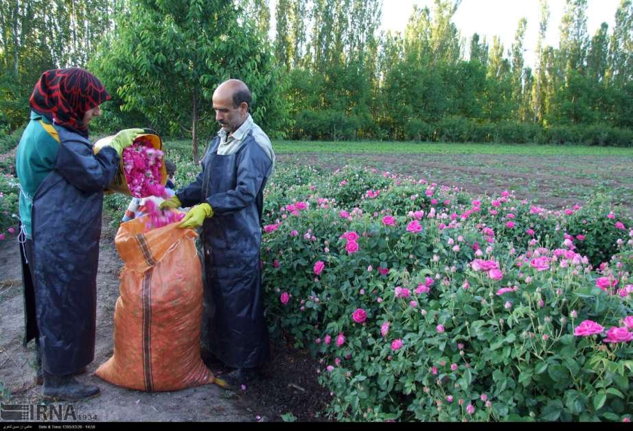 خوی