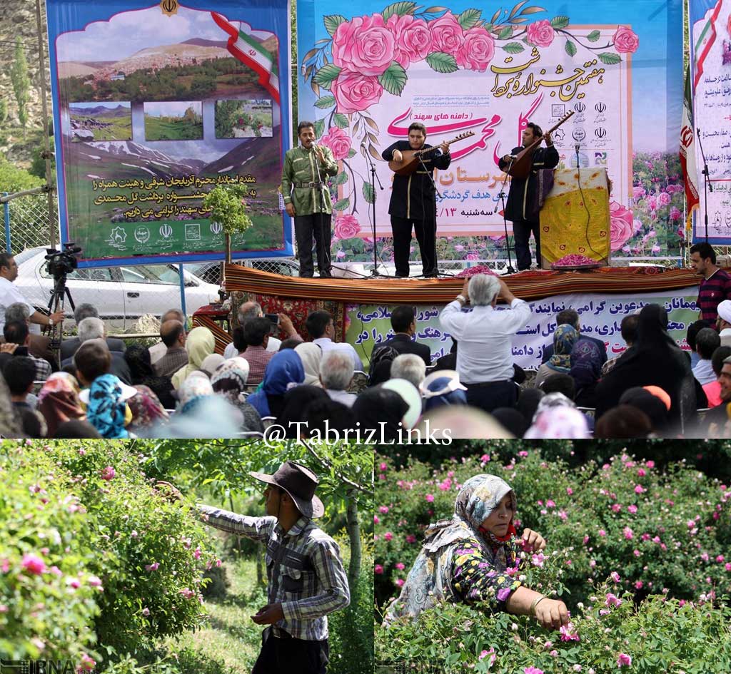 جشنواره گل محمدی