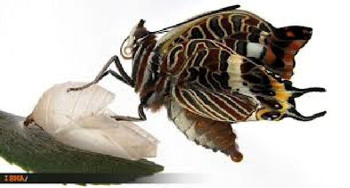 http://s9.picofile.com/file/8300897300/tawal_lode_yek_parv8neh_2.jpg