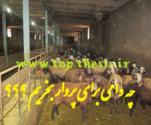 بهترین نژاد پرواری بره و گوسفند