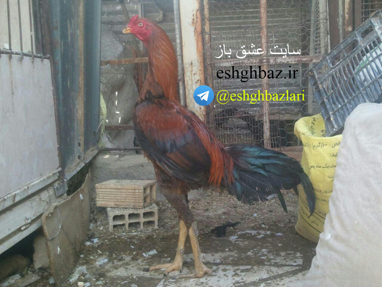 خروس لاری اصیل