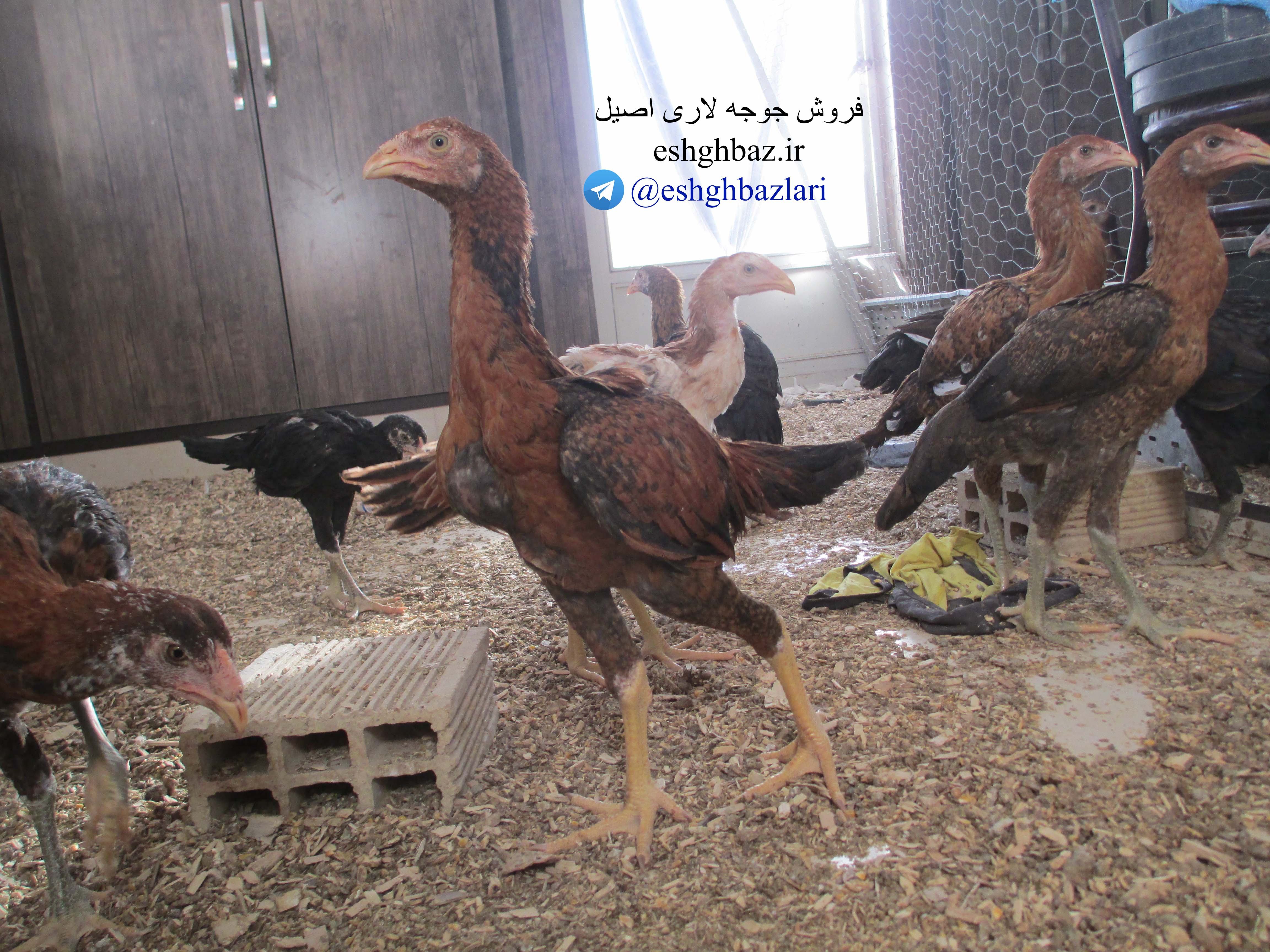 جوجه لاری