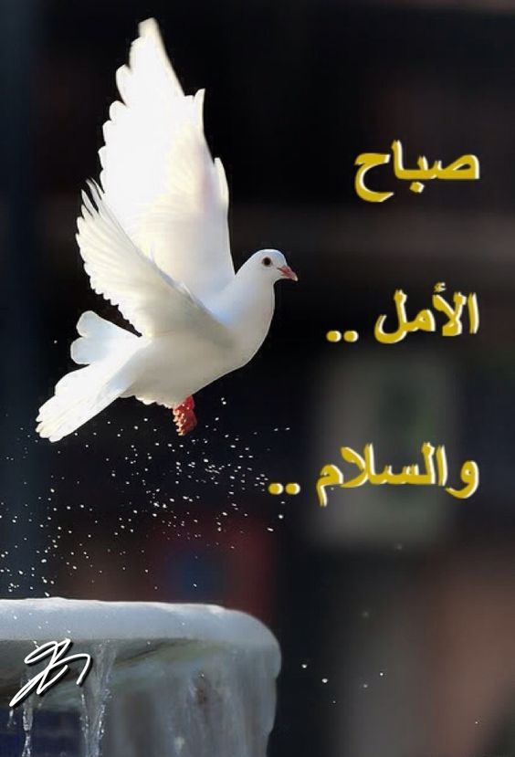 احلی صور مکتوب علیها عبارات جمیله