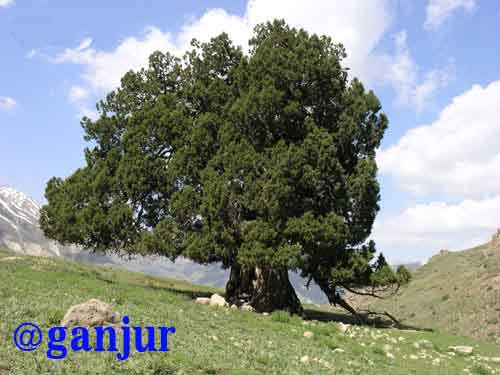 دفینه زیر درخت