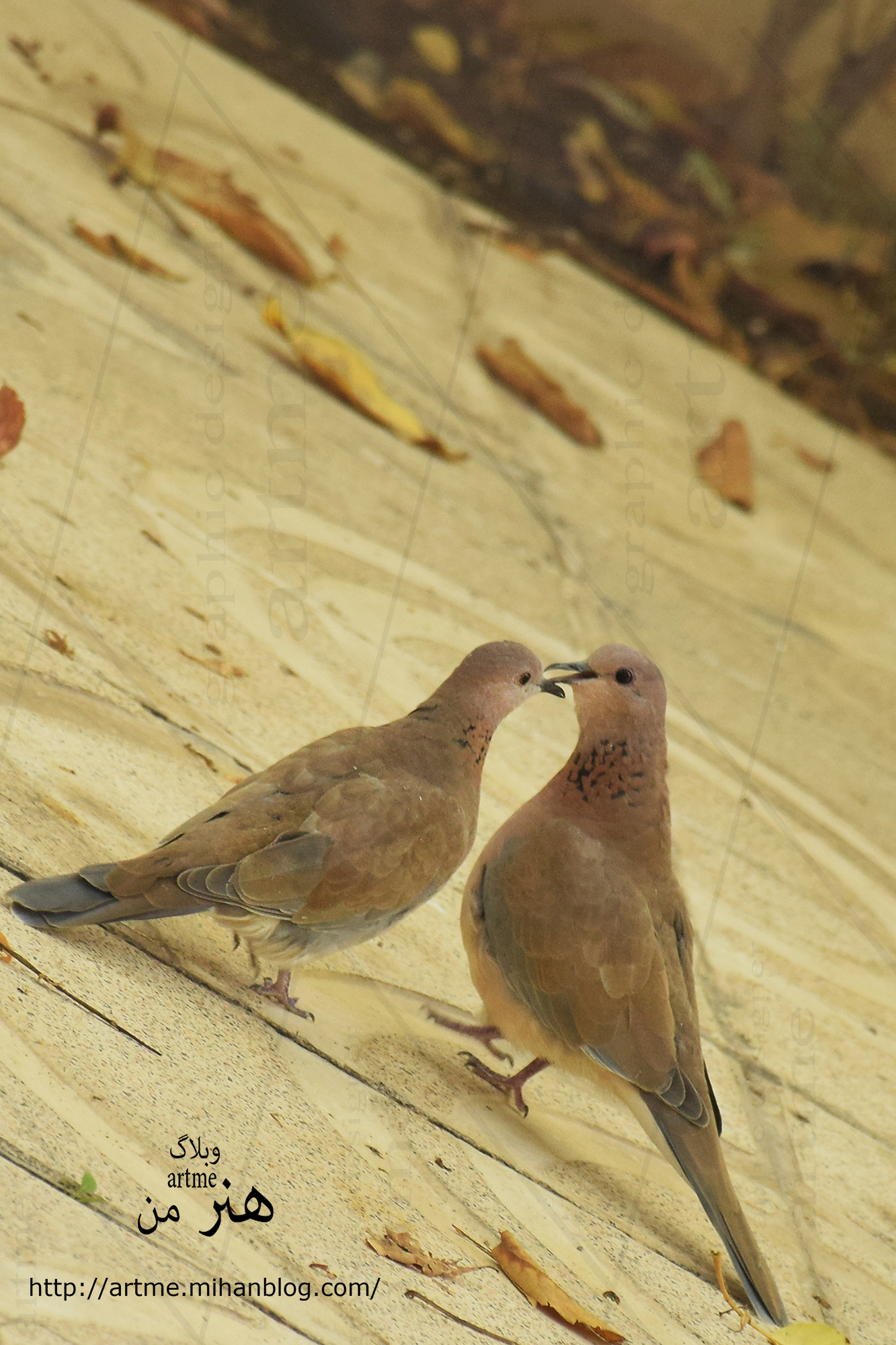 http://s9.picofile.com/file/8305501976/DSC_0555.jpg