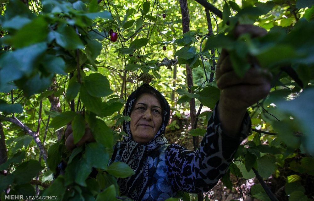 روستای هیر پایتخت زغال اخته ایران