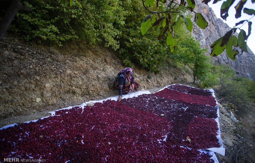 روستای هیر پایتخت زغال اخته ایران