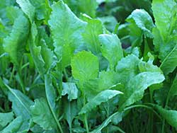 خواص سبزی شاهی