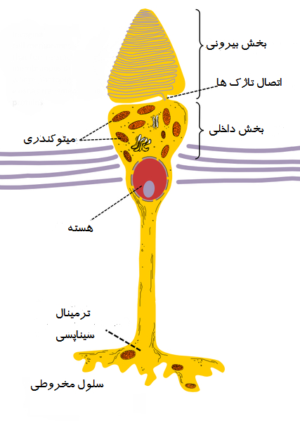 سلول مخروطی