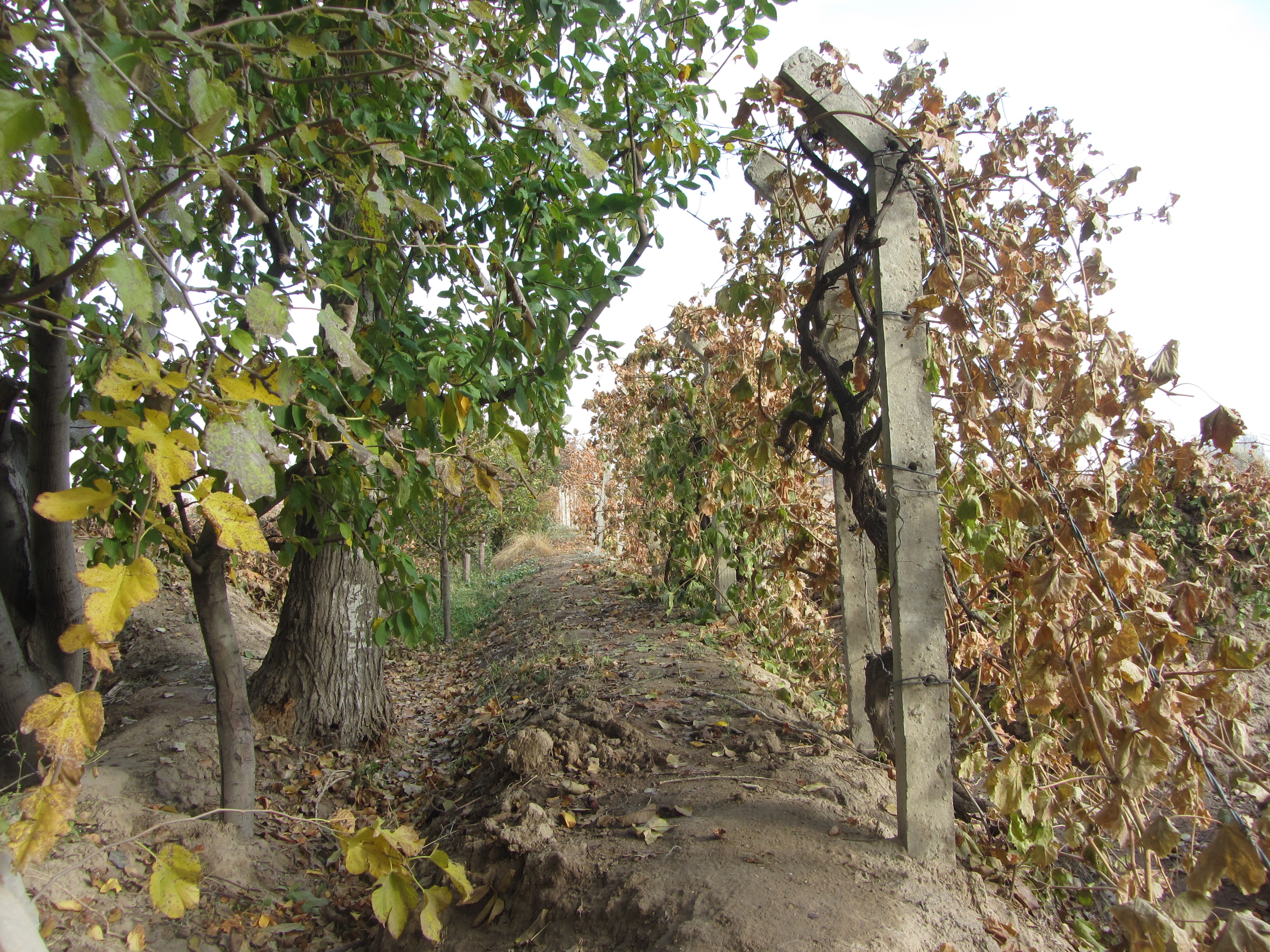 http://s9.picofile.com/file/8309889592/IMG_4012.JPG
