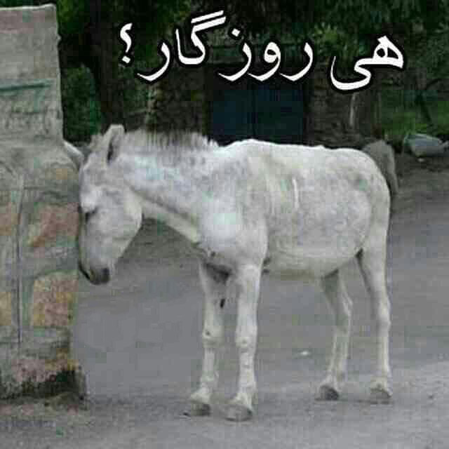 عکس خنده دار جدید عکسهای خنده دار