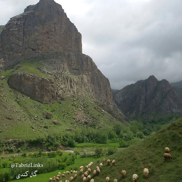 گال کندی