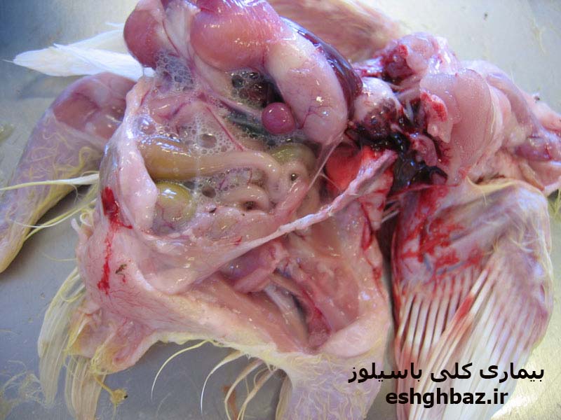 بیماری کلی باسیلوز