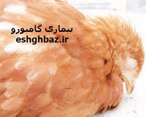 بیماری گامبورو
