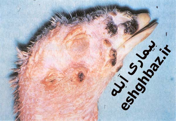 آبله طیور