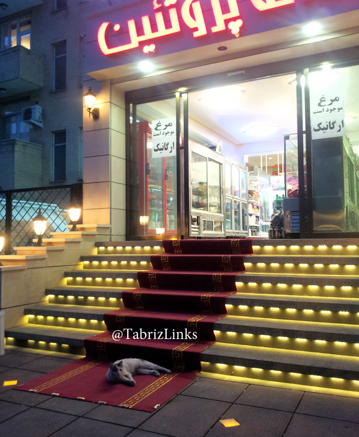 گربه تبریز