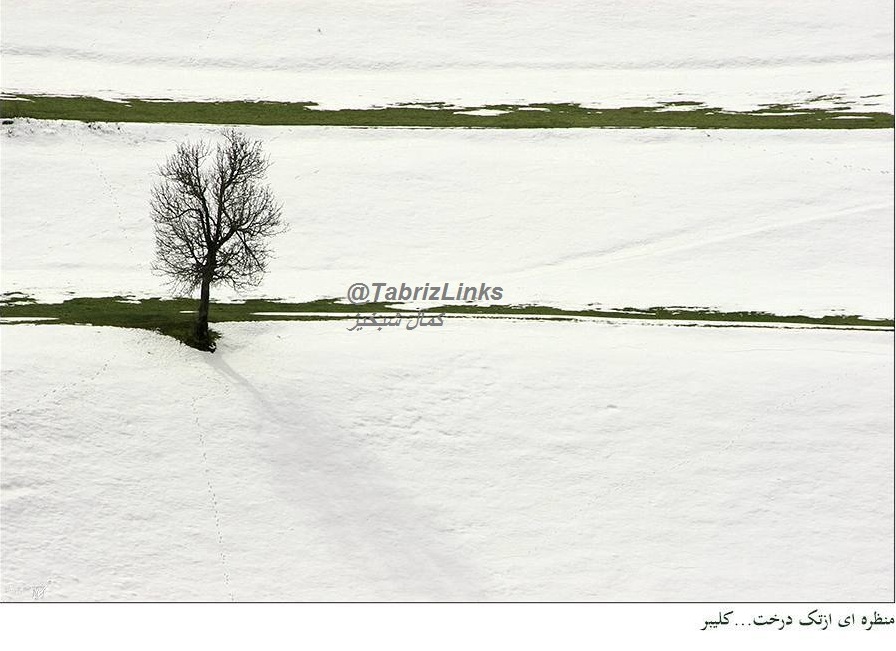درخت