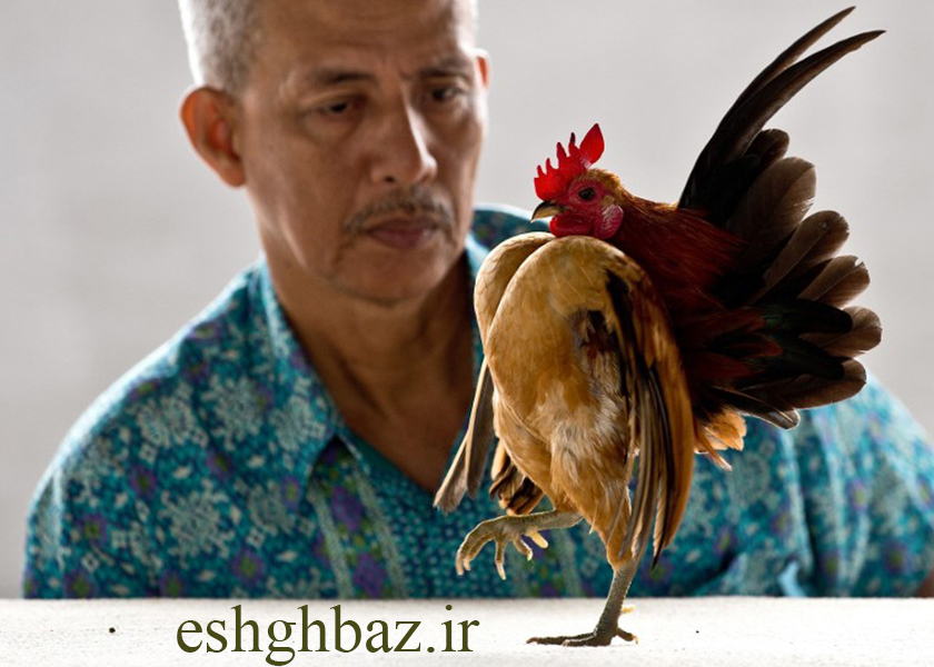 نژاد ژاپانیز