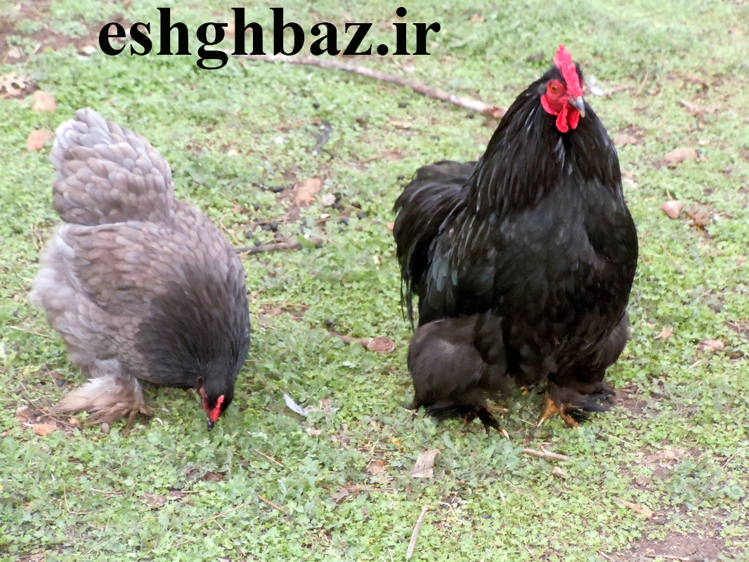 کوچین