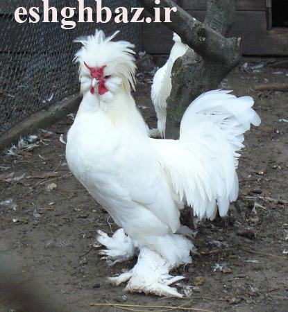 سلطان