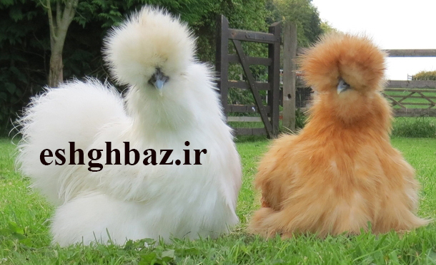 ابریشمی