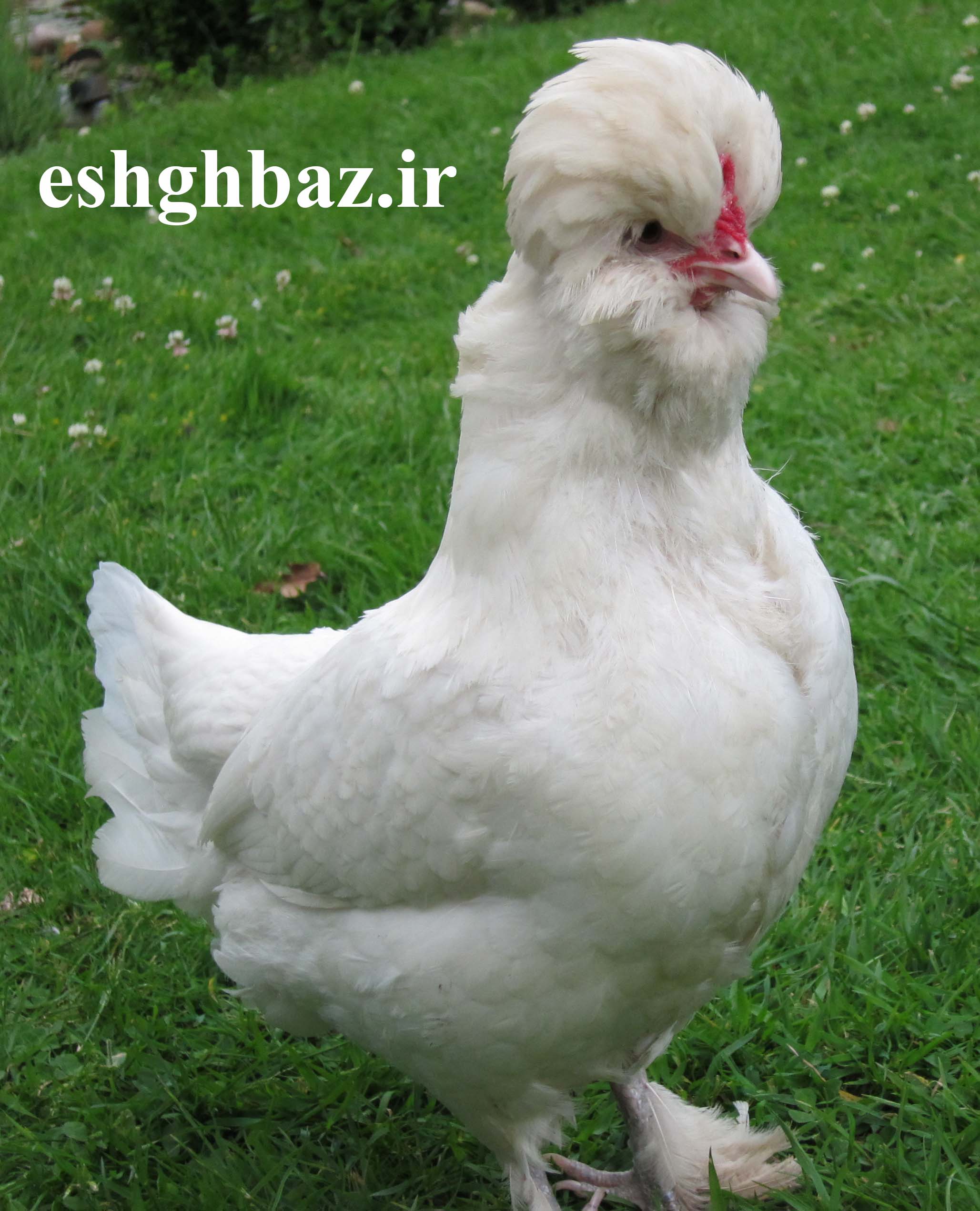 مرغ سلطان