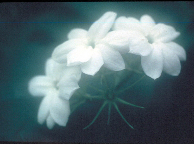 یاس بوی زندگانی میدهد