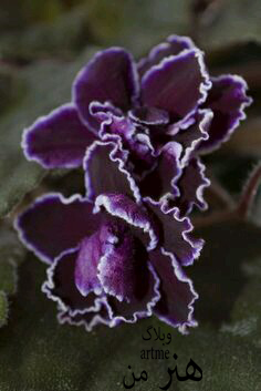 http://s9.picofile.com/file/8319989518/496d18ddf5626e8b525acecbe2d1c551.jpg