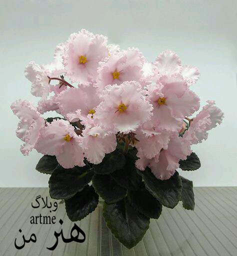 http://s9.picofile.com/file/8319989584/cedf6dbb5017009816878017eaba201b.jpg