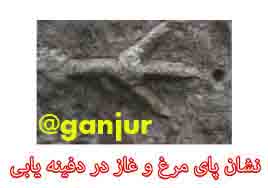 پای مرغ در دفینه یابی پای غاز در دفینه یابی