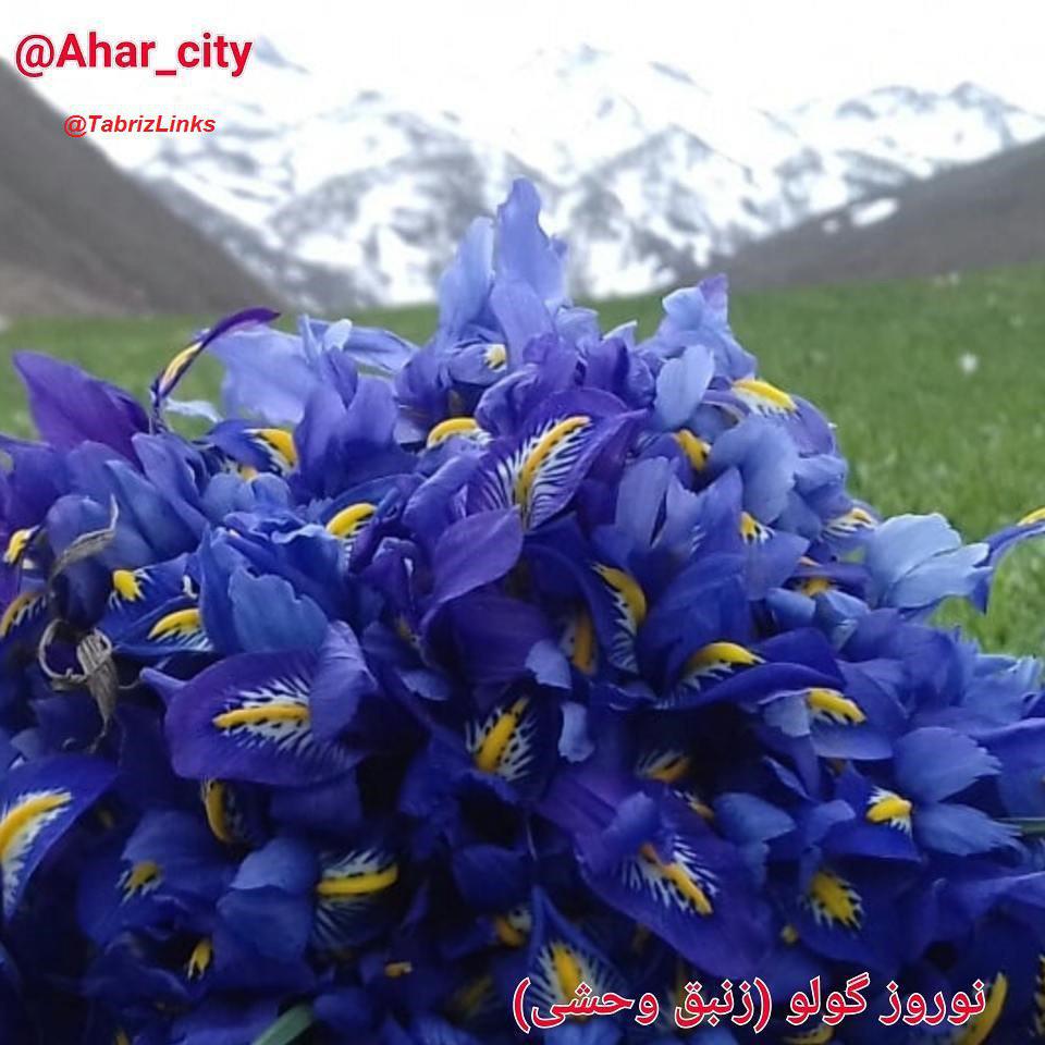 نوروز گولی
