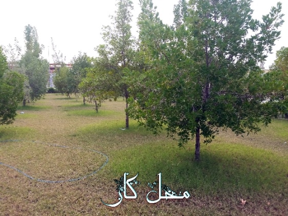 پاسخ به:عکس های نوروزی 