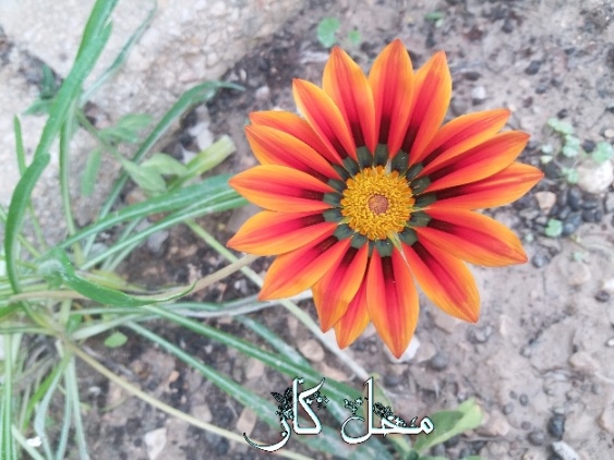 پاسخ به:عکس های نوروزی 