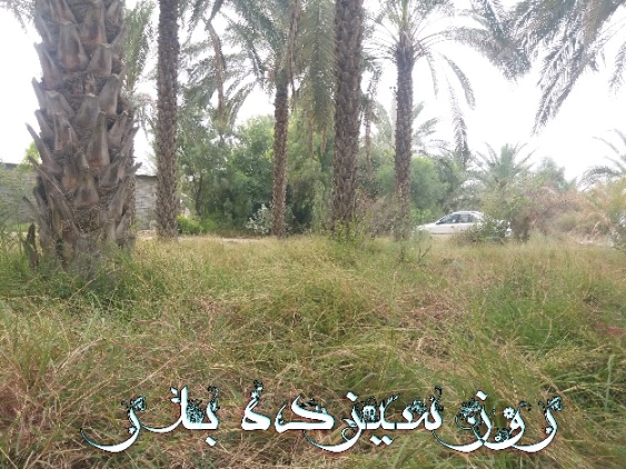 پاسخ به:عکس های نوروزی 