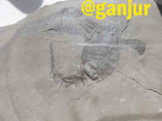 نماد عقرب در گنج یابی