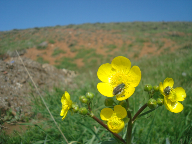 روستای بابابیر