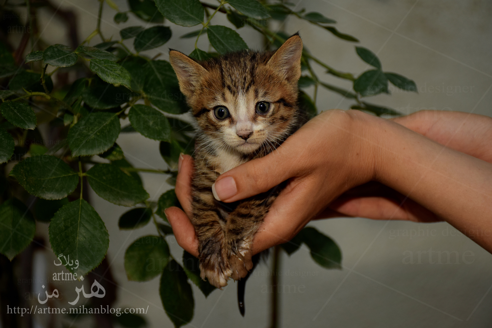 http://s9.picofile.com/file/8330173876/DSC_0174.jpg