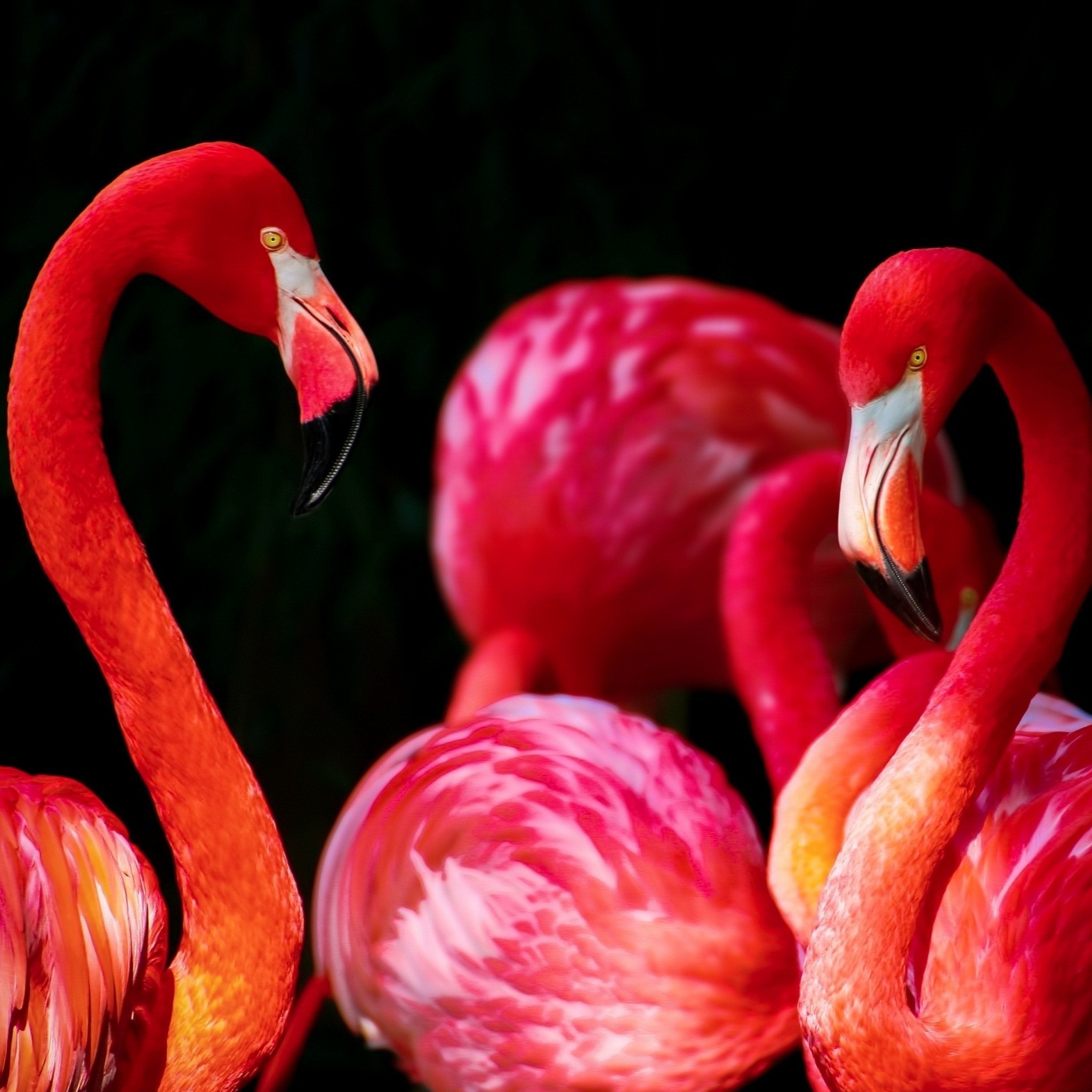 beautiful_flamingos_wallpaper