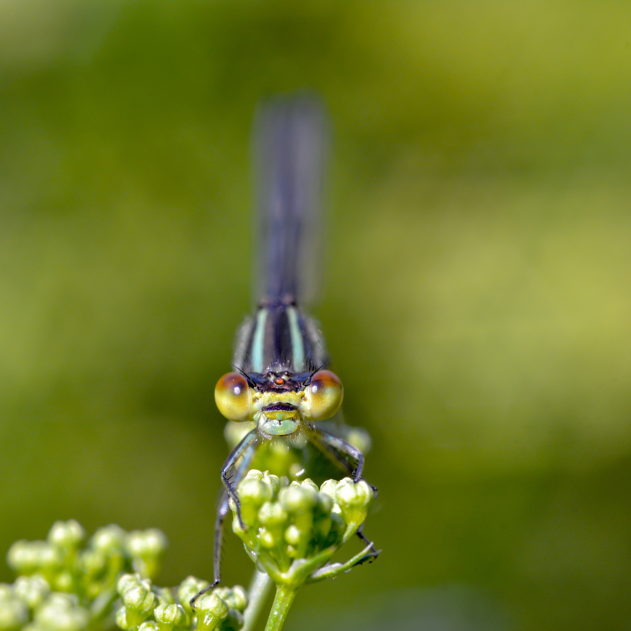dragon_fly_11_wallpaper