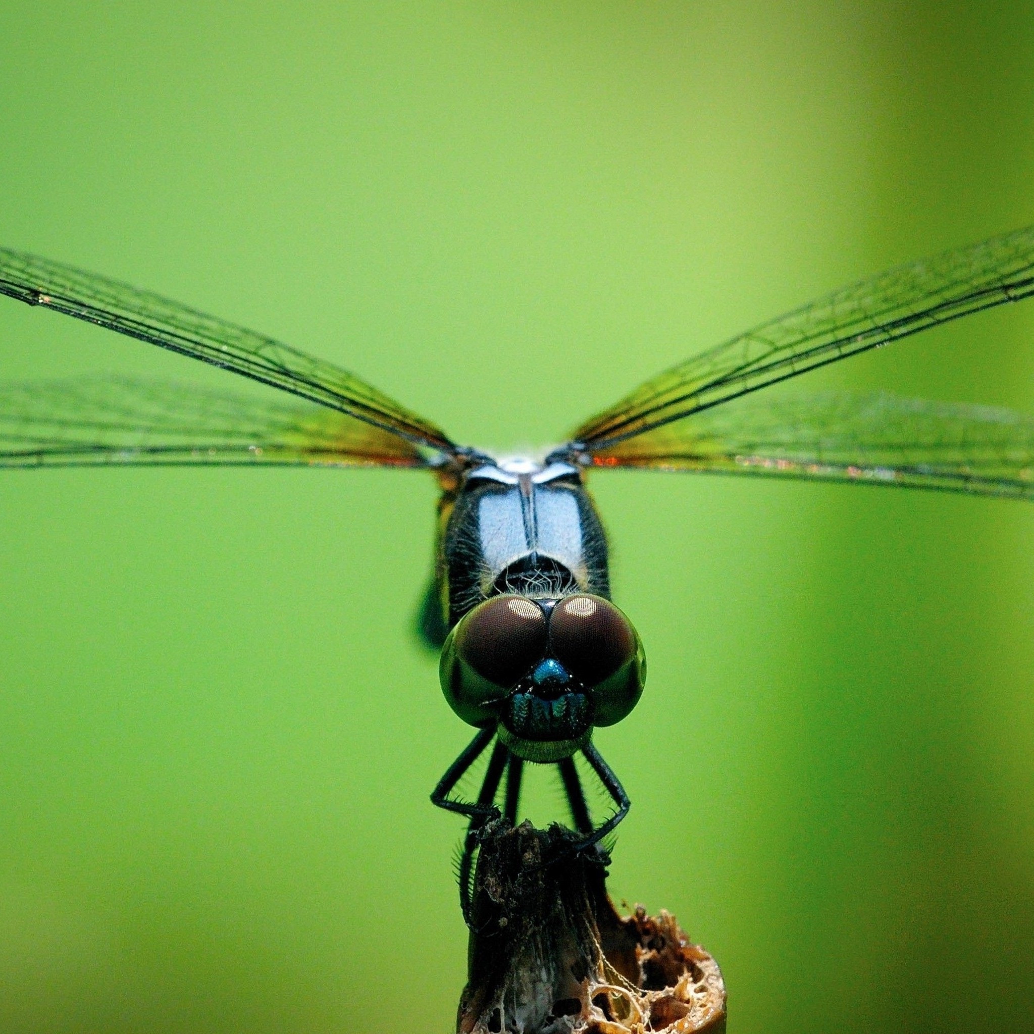 dragonfly_macro_photography_wallpaper
